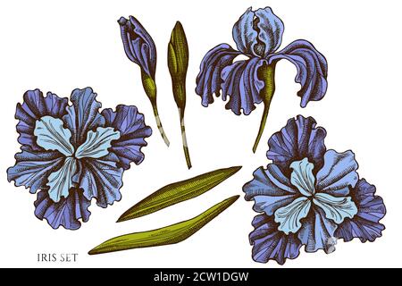 Vector set of hand drawn colored iris Stock Vector