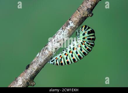 Caterpillar of Old World swallowtail butterfly (Papilio machaon) having attached itself with a silk girdlet to a branch for pupation, Switzerland