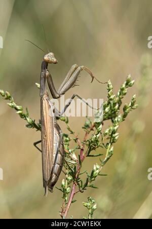 European praying mantis (Mantis religiosa), brown colored female, Mantidae family, Valais, Switzerland Stock Photo