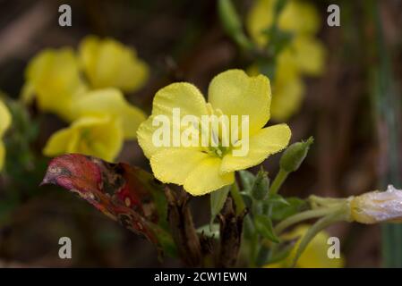 Oenothera biennis common evening primrose yellow flowers in meadow  macro selective focus Stock Photo