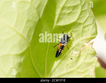 Ladybird - Ladybug larvae on a vibrant green geranium leaf. Stock Photo