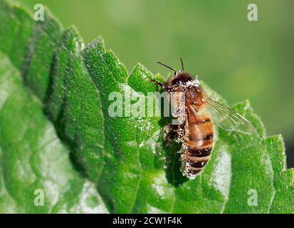 Honey Bee resting on a sunflower leaf resting after collecting pollen.  The bee is covered in lots of tiny particles pf pollen Stock Photo