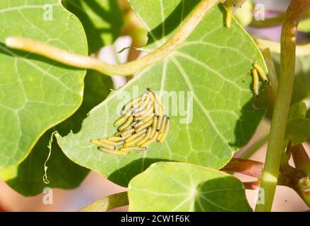 A Cluster of newly hatched Ladybird Larvae resting on a green geranium leaf with natural light Stock Photo