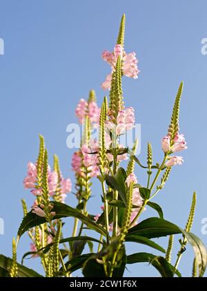 Spires of upright Physostegia Virginiana Rosea - Family Lamiaceae - in full bloom against a nice pale blue sky. Stock Photo