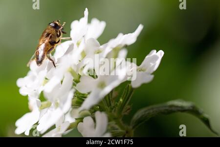 Isolated honeybee feeding on a white verbena flower with a natural blurred green garden background Stock Photo