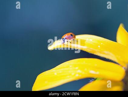 Two Spot Ladybird (Ladybug) perched on the edge of a vibrant yellow Gallardia Flower with a natural shadowy background. Stock Photo