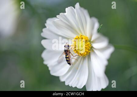 Hoverfly resting on the yellow stamen of a white cosmos flower, with a natural blurred green background Stock Photo