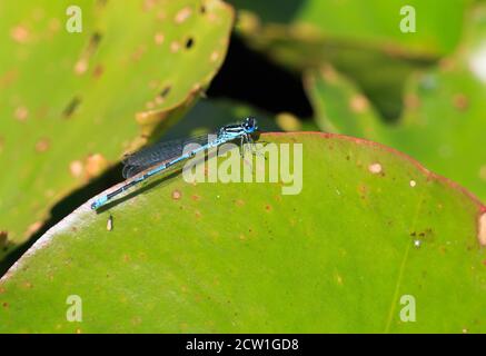 Common Blue Damsel fly (Enallagma cyathigerum) resting on a vibrant green water lily leaf Stock Photo