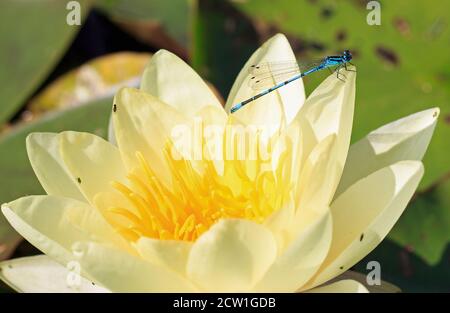 Common Blue Male Damsel Fly (Enallagma cyathigerum) resting on the edge of a creamy yellow waterlily Stock Photo