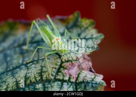 Front view of a cricket on a hollyhock leaf Stock Photo