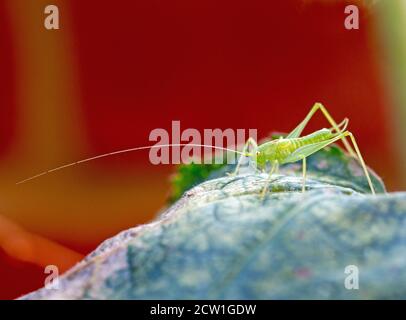 Cricket resting on a hollyhock leaf against a blurred red brick wall Stock Photo