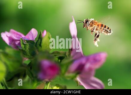 Honeybee in flight covered in yellow pollen particles with a natural green background and purple verbena Stock Photo