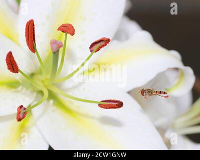 Hoverfly in flight with motion blur on wings, flying towards a white Lily flower Stamen which is full of pollen.The overfly has pollen stuck to is leg Stock Photo