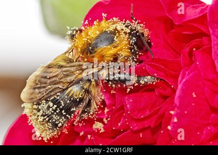 Close up of a Large Honeybee covered in yellow pollen, while collecting and feeding on a red hollyhock flower Stock Photo