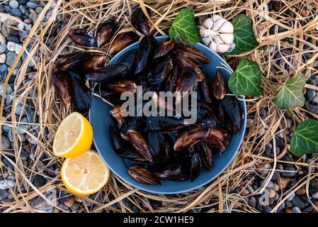 freshly caught sea mussels on the shore in a gray plate with lemon and garlic. Stock Photo