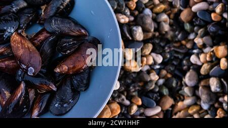 a fresh catch of mussels on the wet shore of the sea in a grey plate Stock Photo