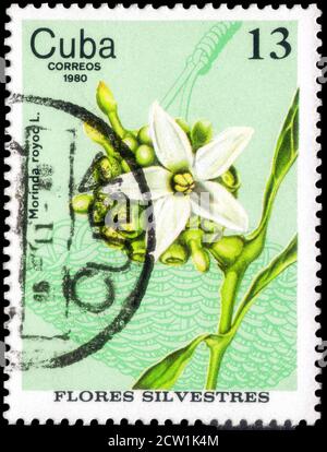 Saint Petersburg, Russia - September 18, 2020: Stamp printed in the Cuba the image of the Morinda royoc, circa 1980 Stock Photo