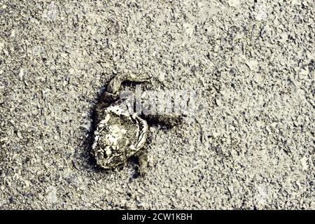 Crushed frog on the road. The death of animals on the roads Stock Photo ...