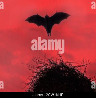 Terrible horrible bat silhouette in sky in flight. Night scary vampire in form of bat Stock Photo