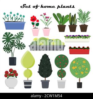 Premium Vector  A flower bush on a thin trunk in a pot home plants  gardening at home vector illustration