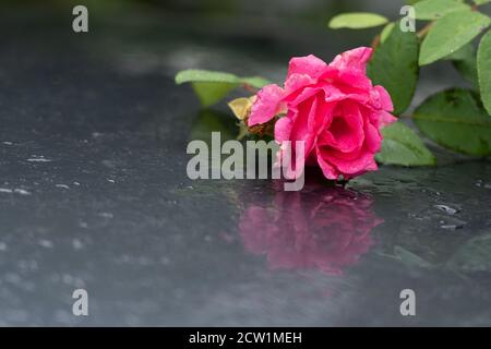 Pink rose on wet car. Reflections and water drops on roof of grey car on rainy september day. Stock Photo