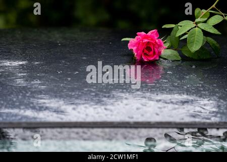 Pink rose on wet car. Reflections and water drops on roof of grey car on rainy september day. Stock Photo