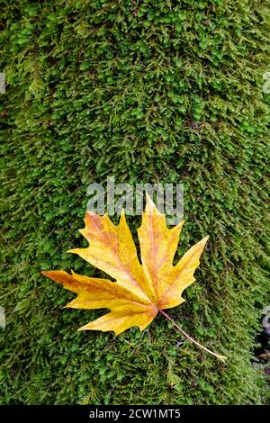 A big leaf maple leaf nestled on a bed of moss at the base of a big leaf maple tree on Salt Spring Island, British Columbia, Canada. Stock Photo