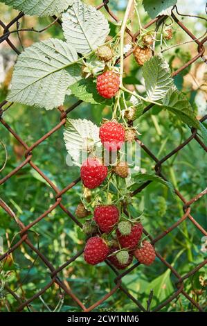 Big red ripe juicy raspberries on a netting Stock Photo