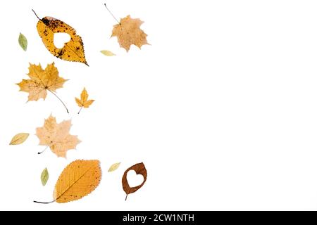 Various small dry leaves on white background. Creative autumn, thanksgiving, fall, halloween concept. Flat lay, top view, copy space Stock Photo