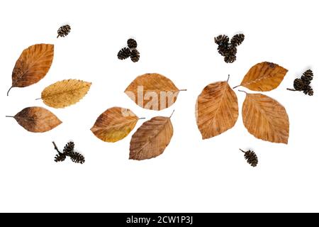 Creative autumn, thanksgiving, fall, halloween concept. Autumn flat lay composition with dry leaves on paper white background for advertisement. Top v Stock Photo