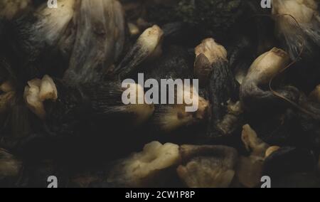 Macro close up of cooked huitlacoche mexican dish, edible fungus from the corn Stock Photo