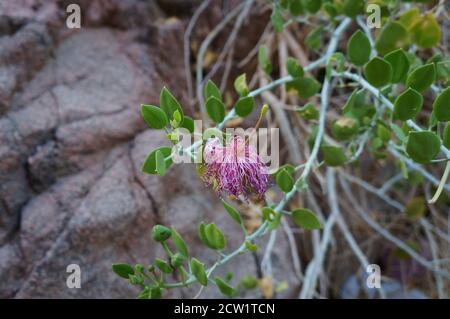 Caper or  Capparis sinaica flower in bloom Stock Photo