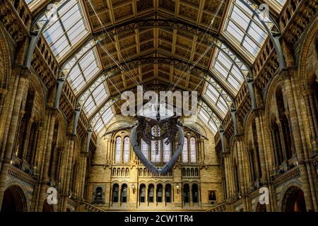 Hope, the blue whale skeleton is suspended from the ceiling in Hintze Hall of the Natural History Museum in London, United Kingdom. Stock Photo