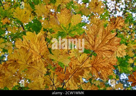 A cluster of big leaf maple leaves turning yellow in autumn on Salt Spring Island, British Columbia, Canada. Stock Photo