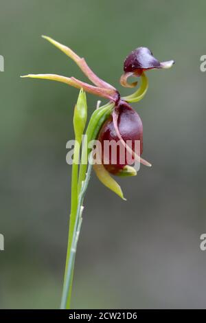 Flying Duck Orchid in flower Stock Photo