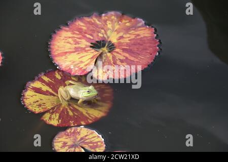 small green frog on colorful lily pad in dark water pond Stock Photo