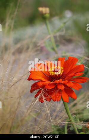 brilliant orange dahlia in full bloom growing wild in a field Stock Photo