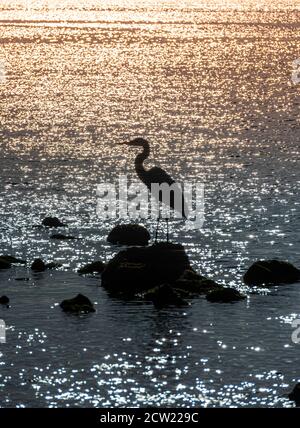 Bright Light Wraps Around Blue Heron Silhouette in shallow gulf waters Stock Photo