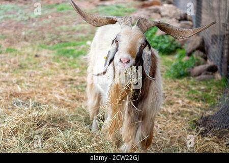 A white and brown goat with big horns eats hay with great taste Stock Photo