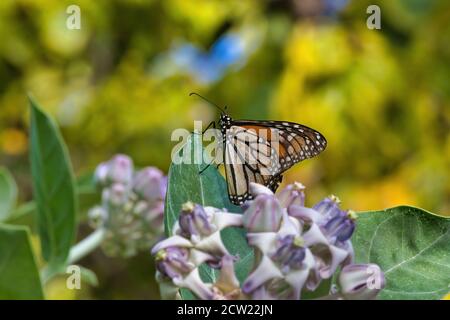 Beautiful side view of a Monarch butterfly resting in a giant milkweed tree.