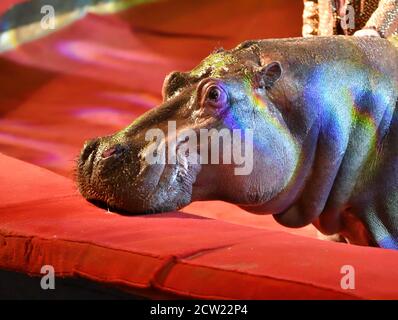 Orenburg, Russia - October 12, 2019: Trainer and hippopotamus in the circus arena Stock Photo