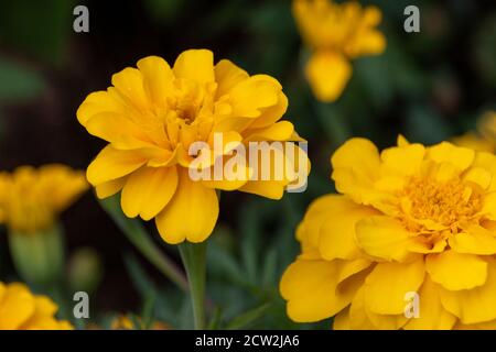 Yellow African Marigold Stock Photo
