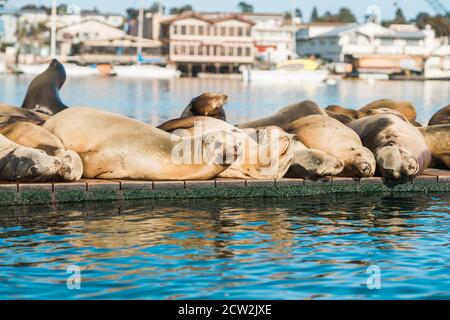 Sea lions close up.  Seal colony at Morro Bay, California Central Coast Stock Photo