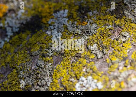 Abstract macro texture background of lichen and moss on the bark of a cherry tree Stock Photo
