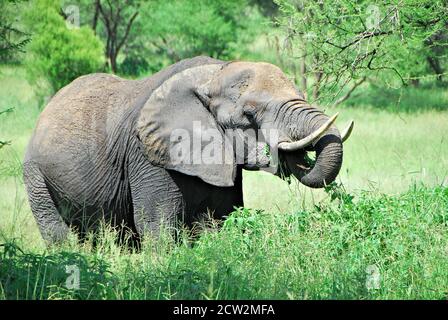 An elephant eating leaves in Tarangire National Park in Tanzania in 2016. Stock Photo