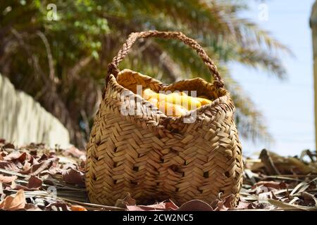 Palm leaf made box Dates Sweet Fruit, food yellow fresh date nature background Stock Photo