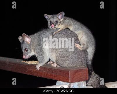 A young Common Brushtail Possum riding on its mother's back. Stock Photo