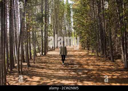 Walking in the forest near Jackson Lake, Grand Teton National Park, Wyoming, USA Stock Photo