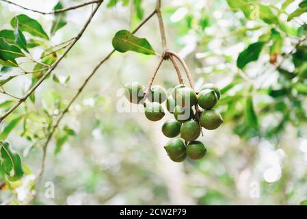 Macadamia nuts hanging on branch macadamia tree in farm in the summer Stock Photo