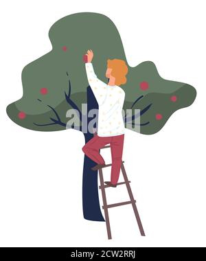 Autumn harvesting, farmer picking ripe apples from trees Stock Vector